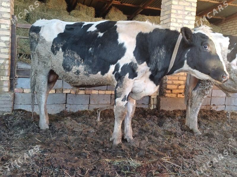 Galsteyin okuzler - Dänew - img 6