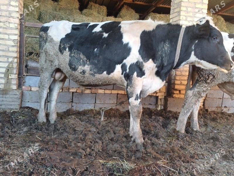 Galsteyin okuzler - Dänew - img 3