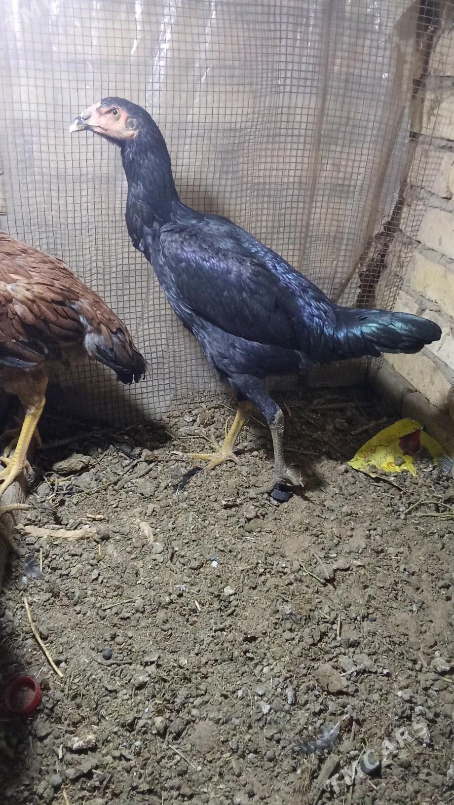 Paroda we gigand - Мары - img 2