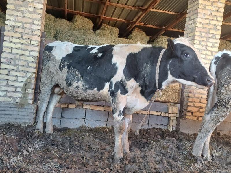 Galsteyin okuzler - Dänew - img 8