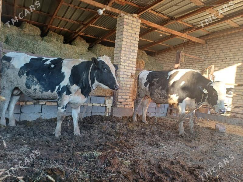 Galsteyin okuzler - Dänew - img 9