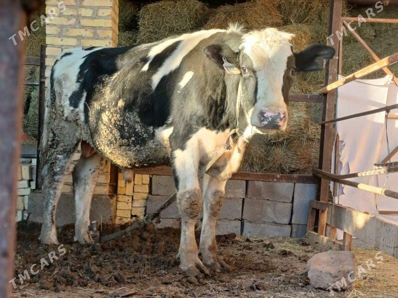 Galsteyin okuzler - Dänew - img 7