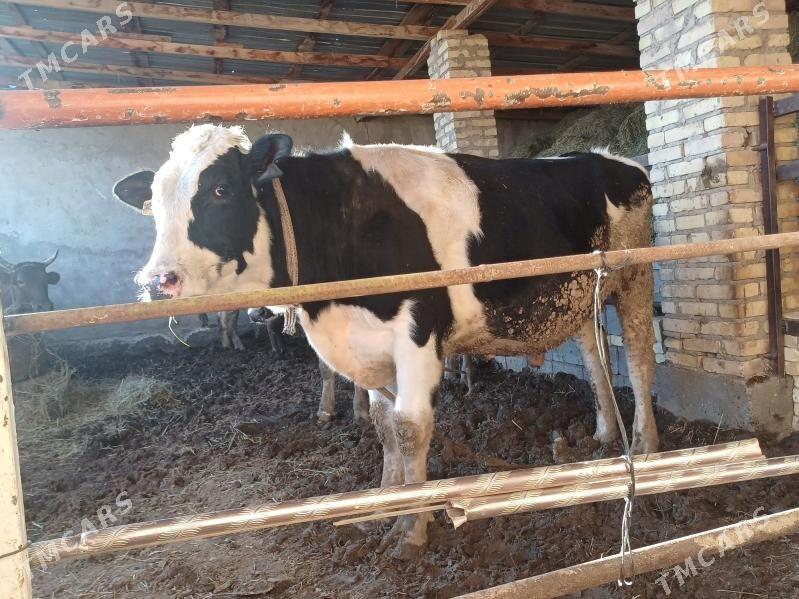 Galsteyin okuzler - Dänew - img 2