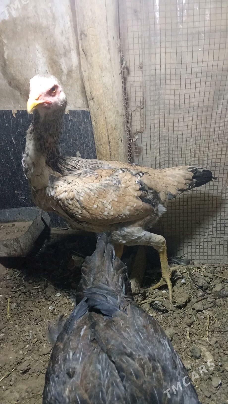 Paroda we gigand - Мары - img 1