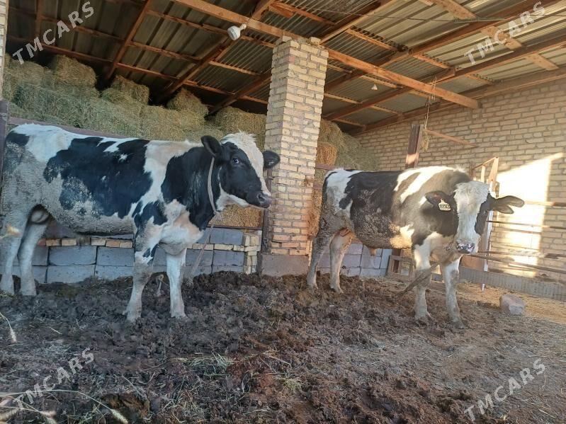 Galsteyin okuzler - Dänew - img 4