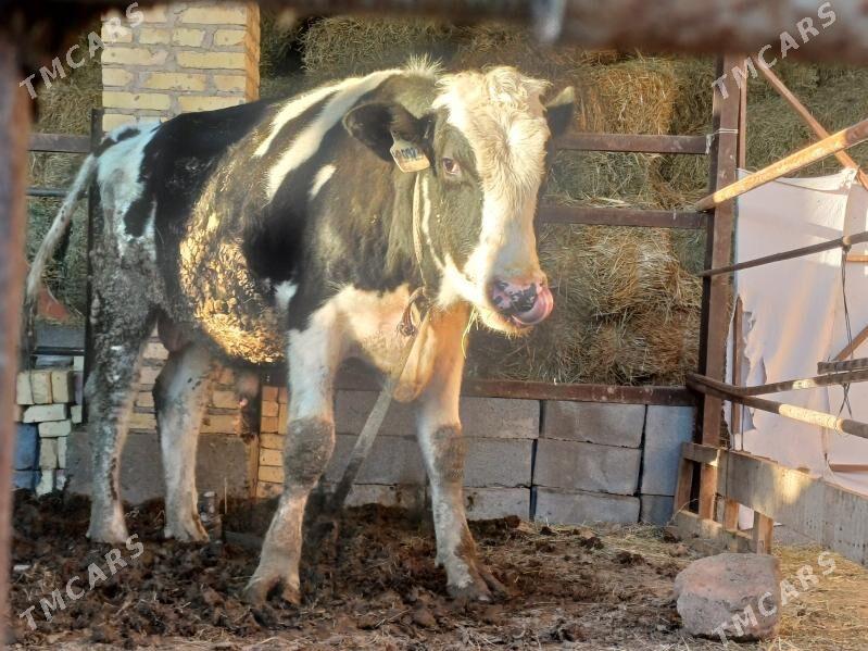 Galsteyin okuzler - Dänew - img 5