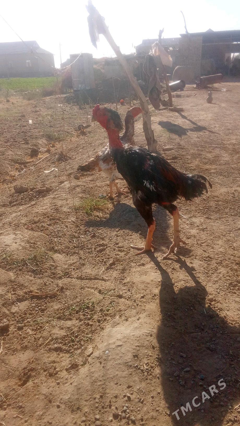 Paroda we gigand - Мары - img 7