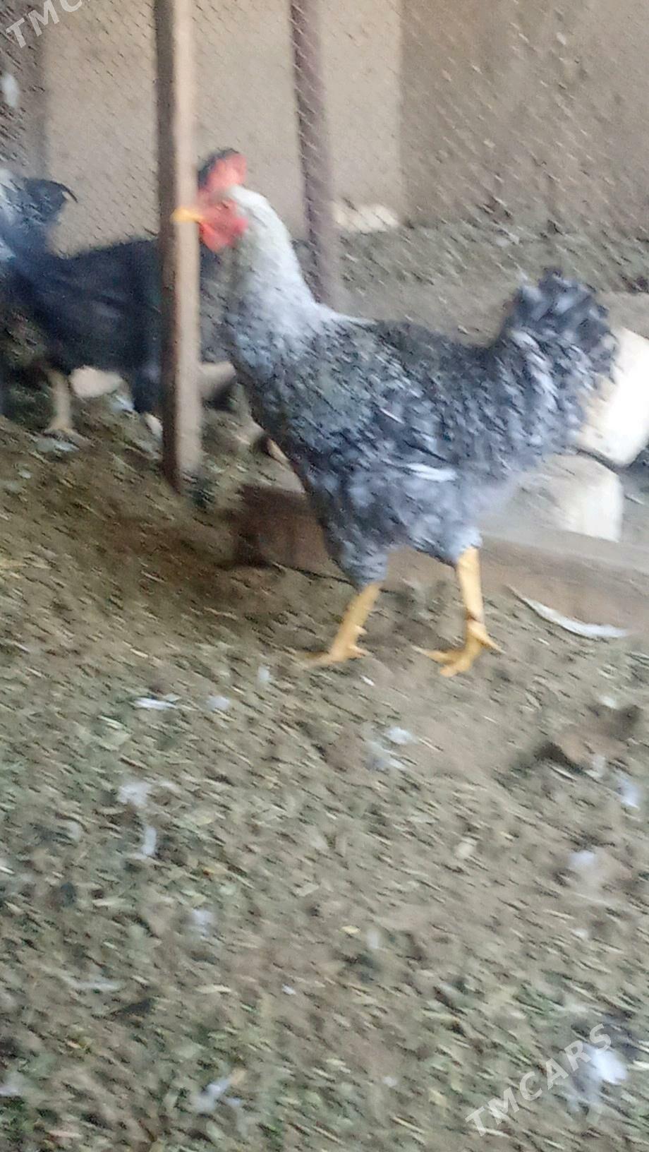 Paroda we gigand - Мары - img 3