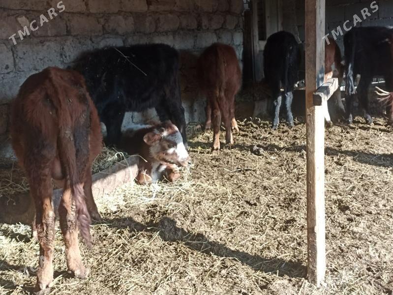 öküzçe tüwe öküz göle - Ашхабад - img 5