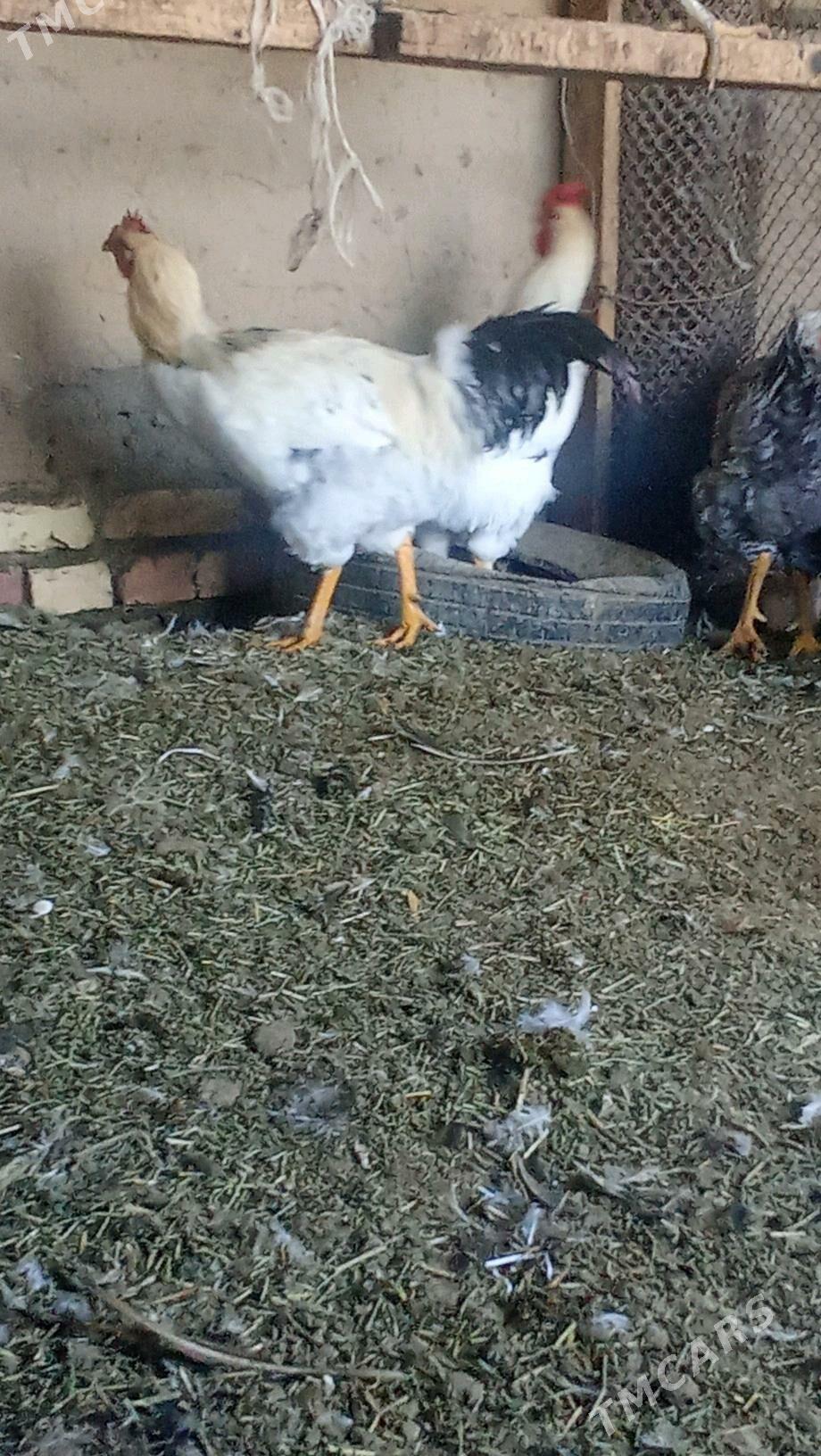 Paroda we gigand - Мары - img 4