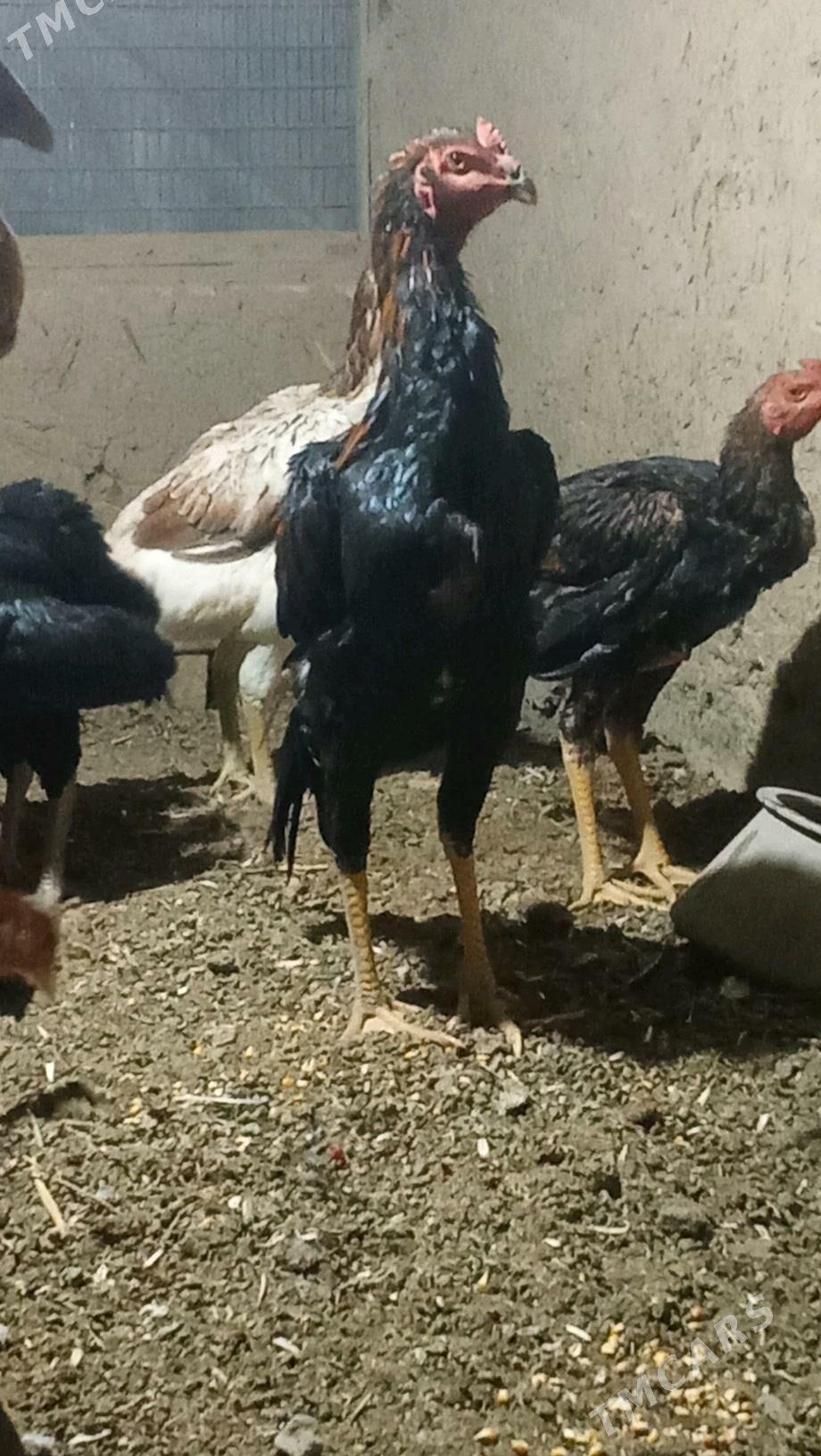 Paroda we gigand - Мары - img 5