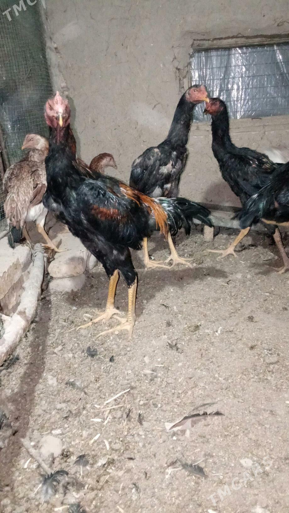 Paroda we gigand - Мары - img 6