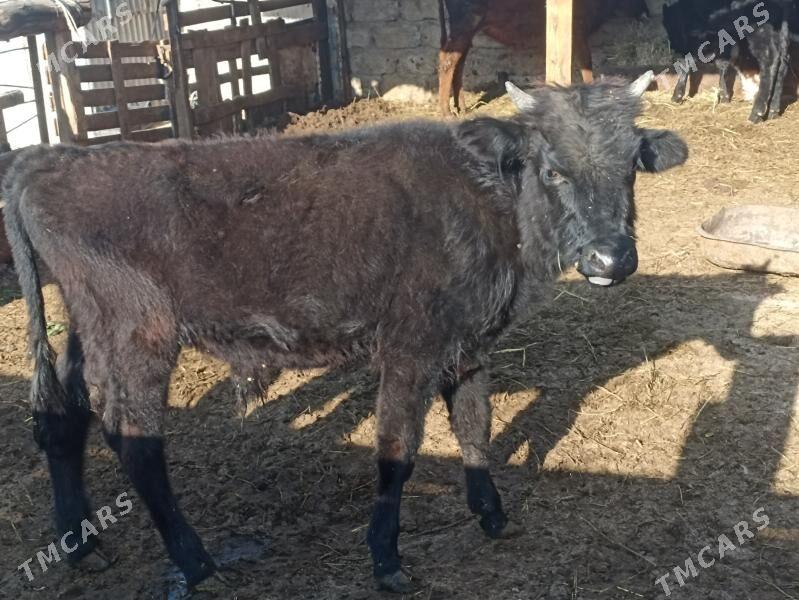 öküzçe tüwe öküz göle - Ашхабад - img 7