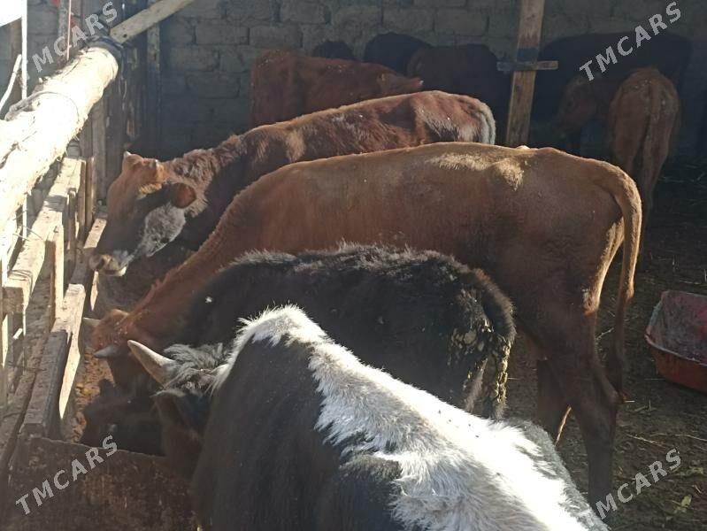 öküzçe tüwe öküz göle - Ашхабад - img 9