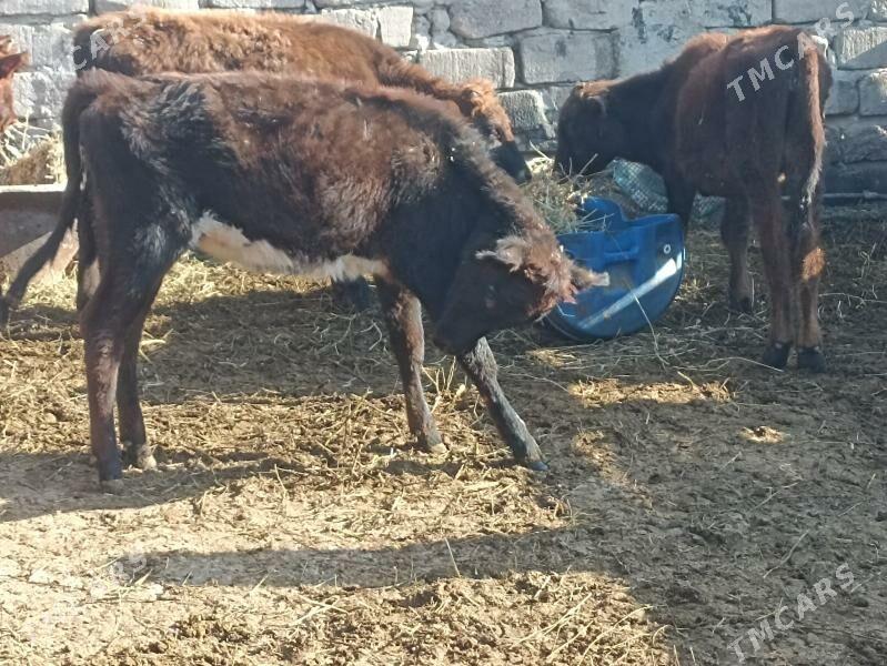 öküzçe tüwe öküz göle - Ашхабад - img 2