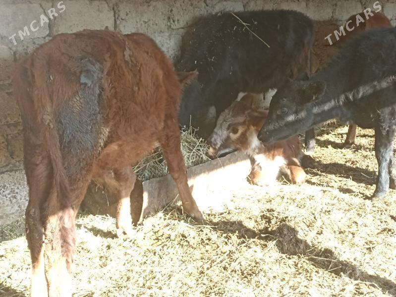 öküzçe tüwe öküz göle - Ашхабад - img 1