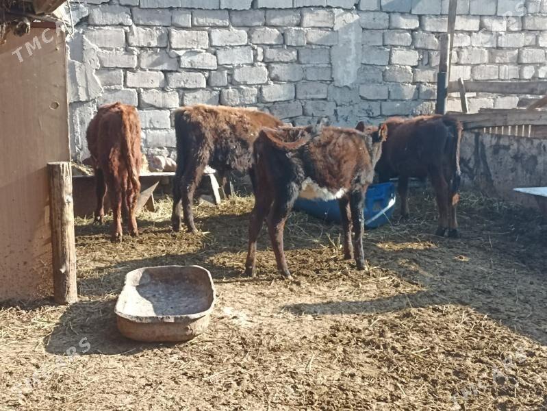 öküzçe tüwe öküz göle - Ашхабад - img 3