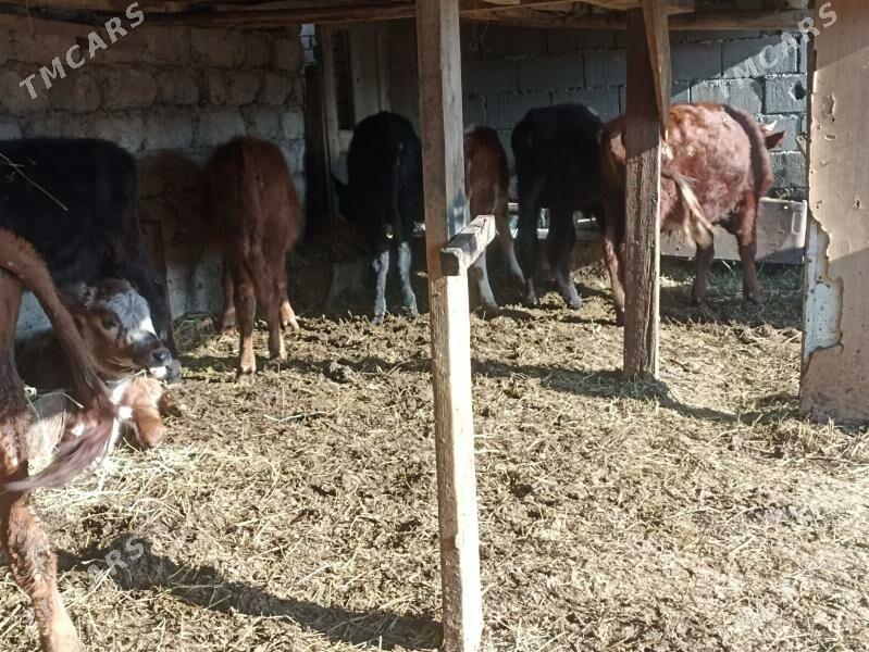 öküzçe tüwe öküz göle - Ашхабад - img 4