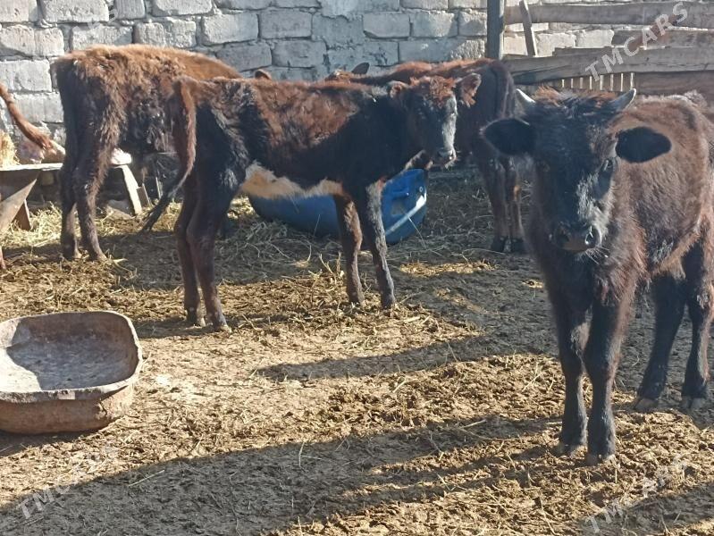 öküzçe tüwe öküz göle - Ашхабад - img 6