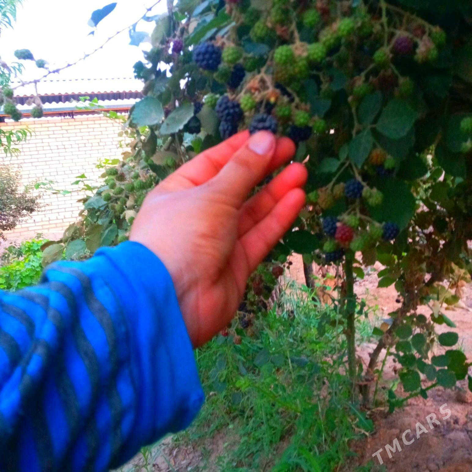 Böwürslen - Векильбазар - img 1