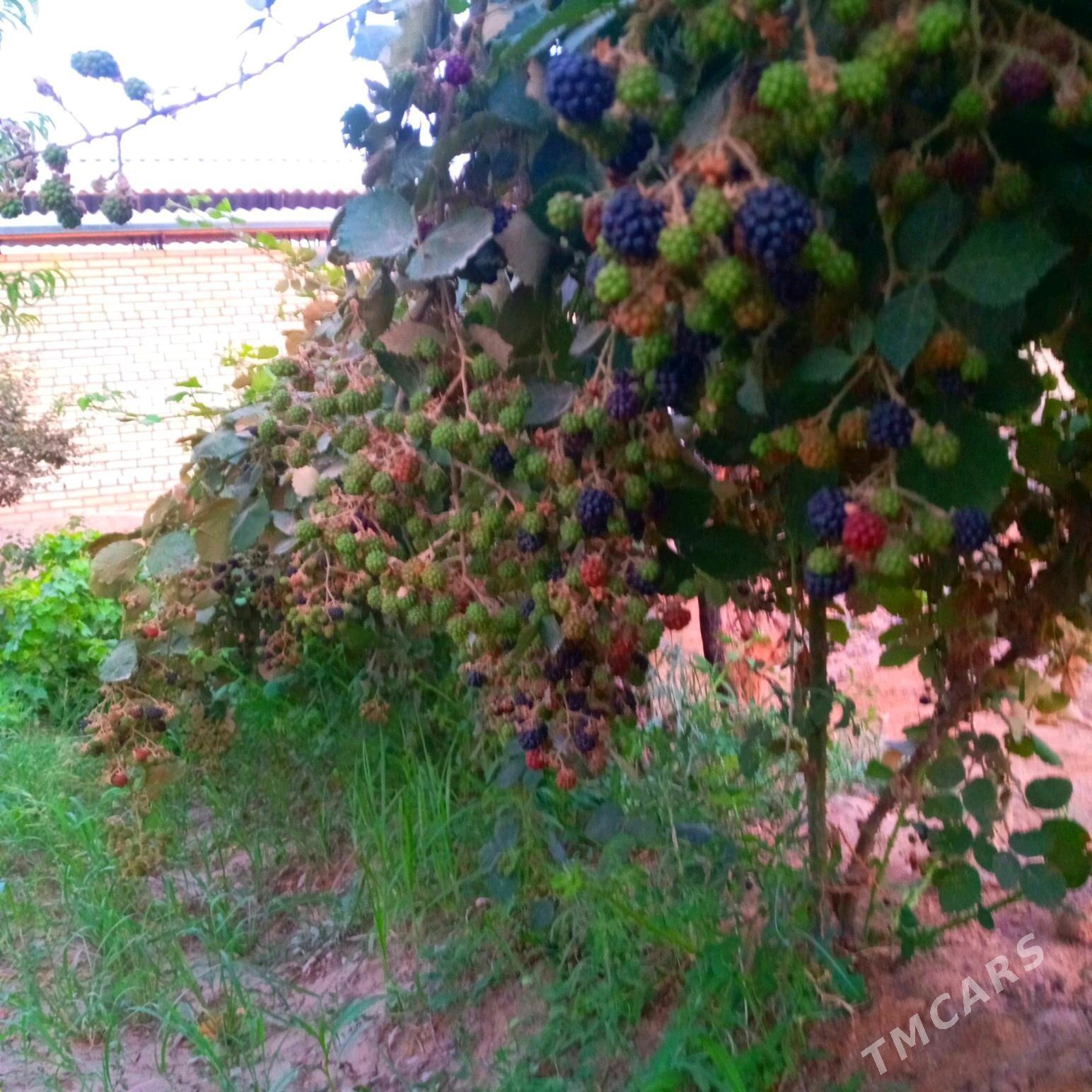 Böwürslen - Векильбазар - img 2