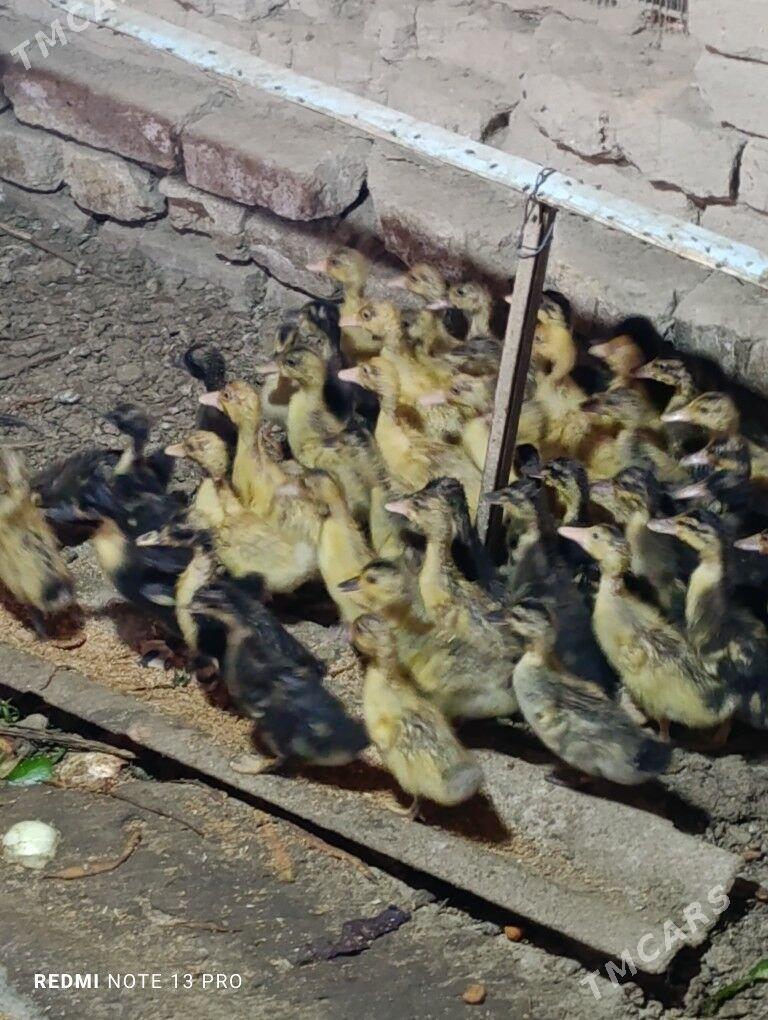 Gak gak ordek - Сакарчага - img 1