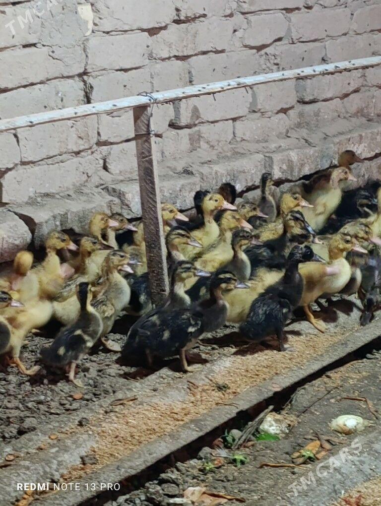 Gak gak ordek - Сакарчага - img 3