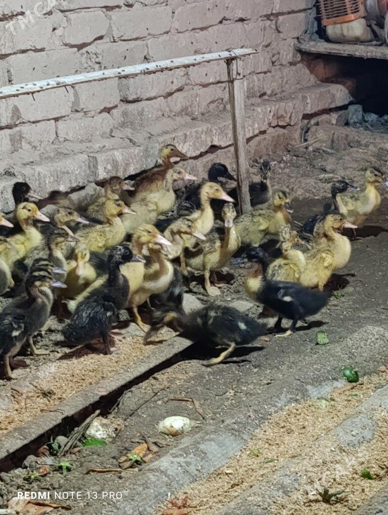 Gak gak ordek - Сакарчага - img 5