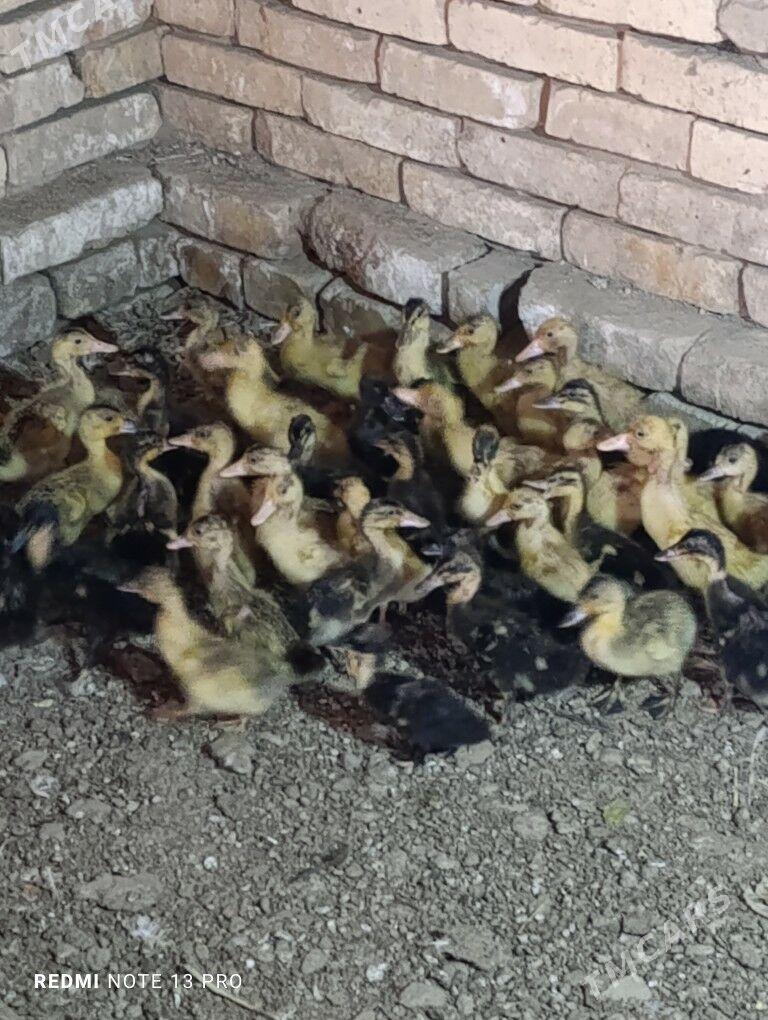 Gak gak ordek - Сакарчага - img 2