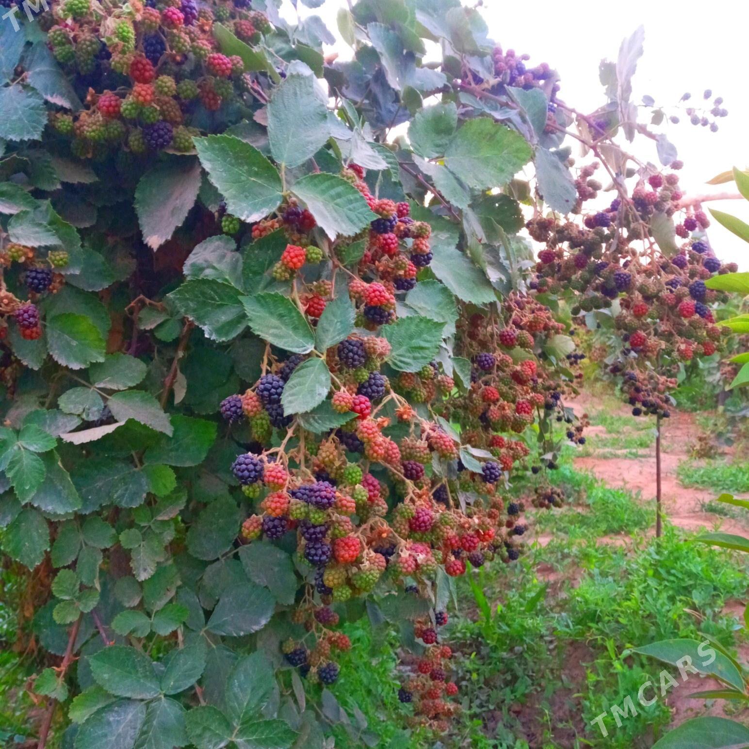 Böwürslen - Векильбазар - img 3