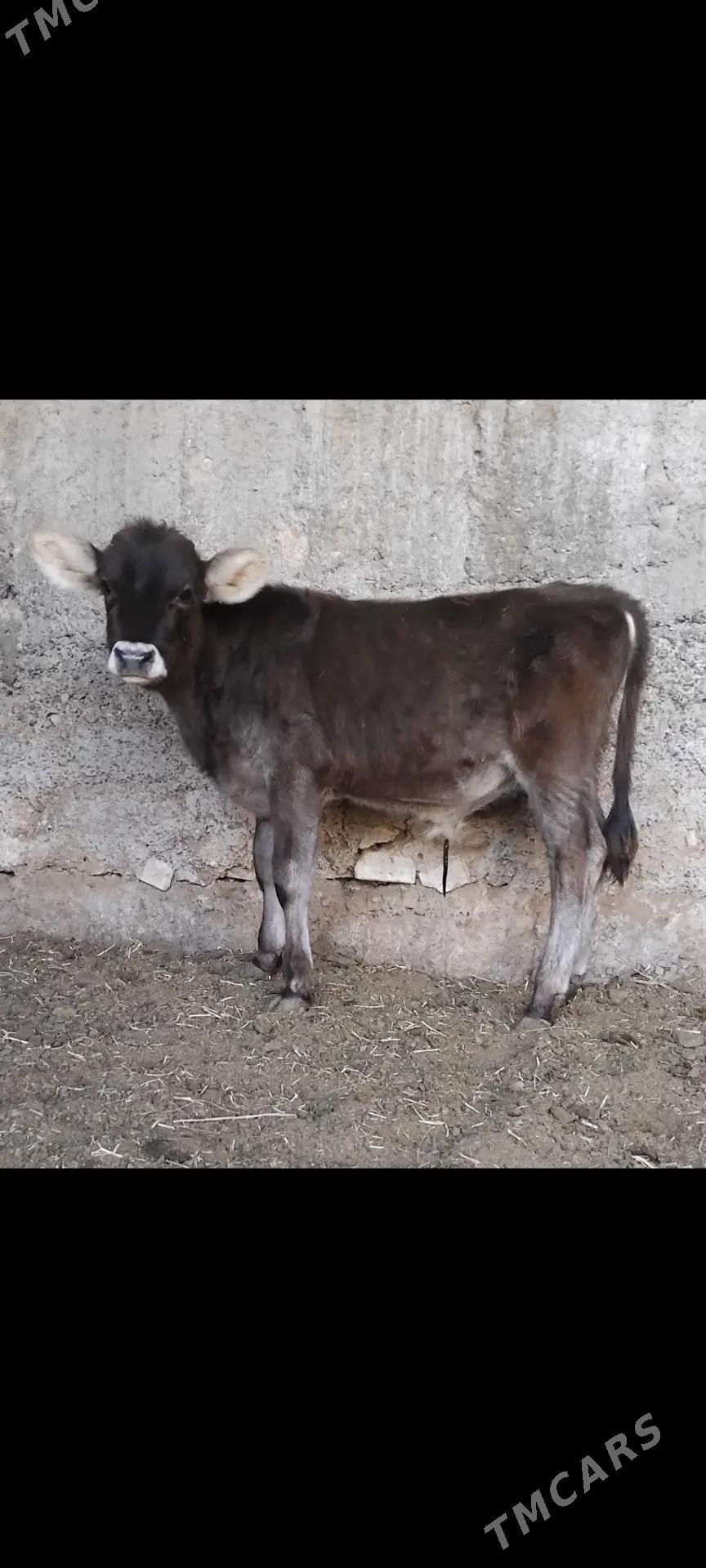 ŠWES OKUZ - Бузмеин - img 3