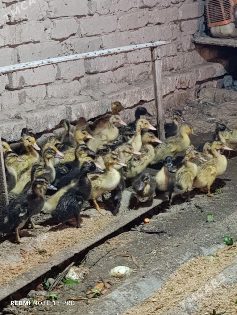 Gak gak ordek - Сакарчага - img 4