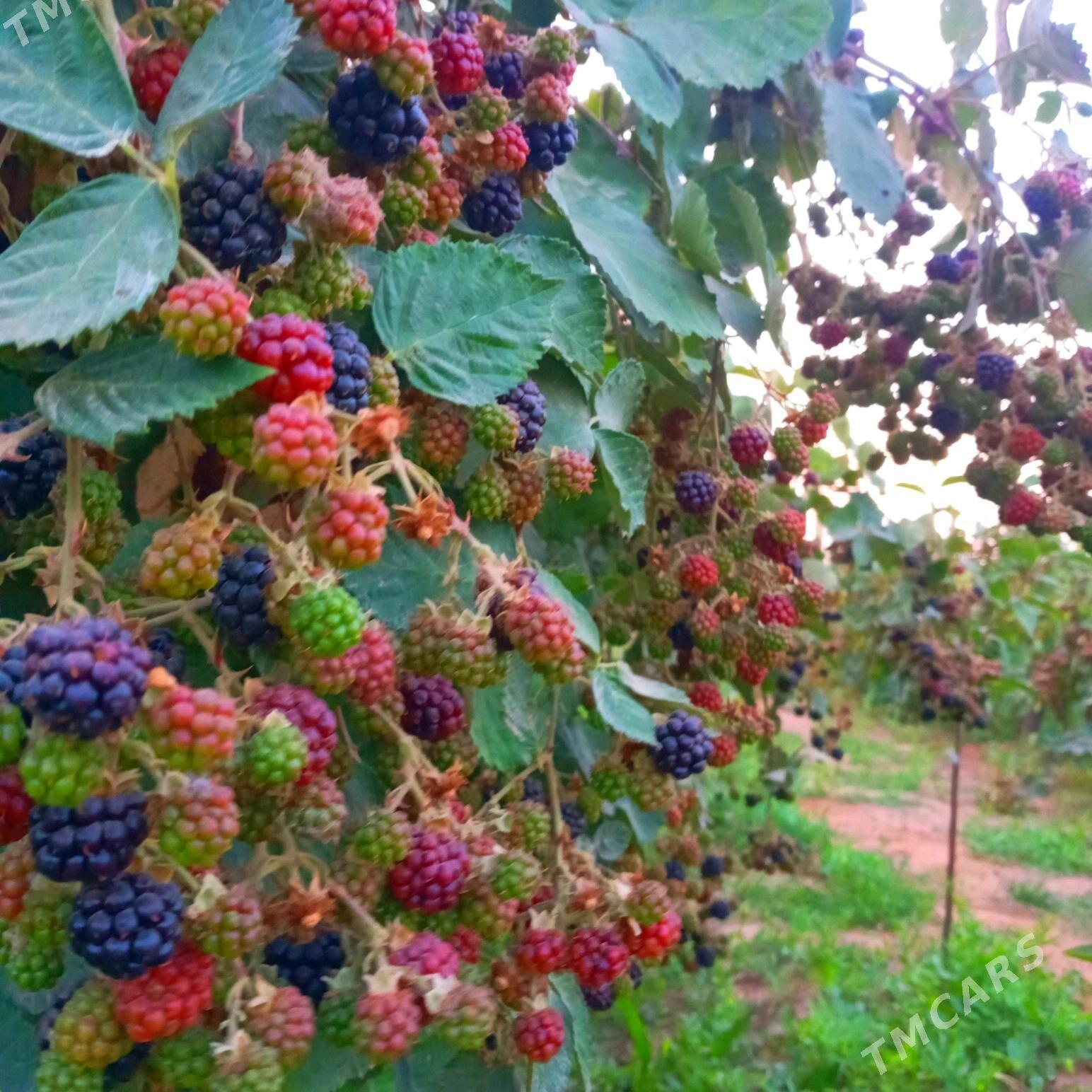 Böwürslen - Векильбазар - img 5