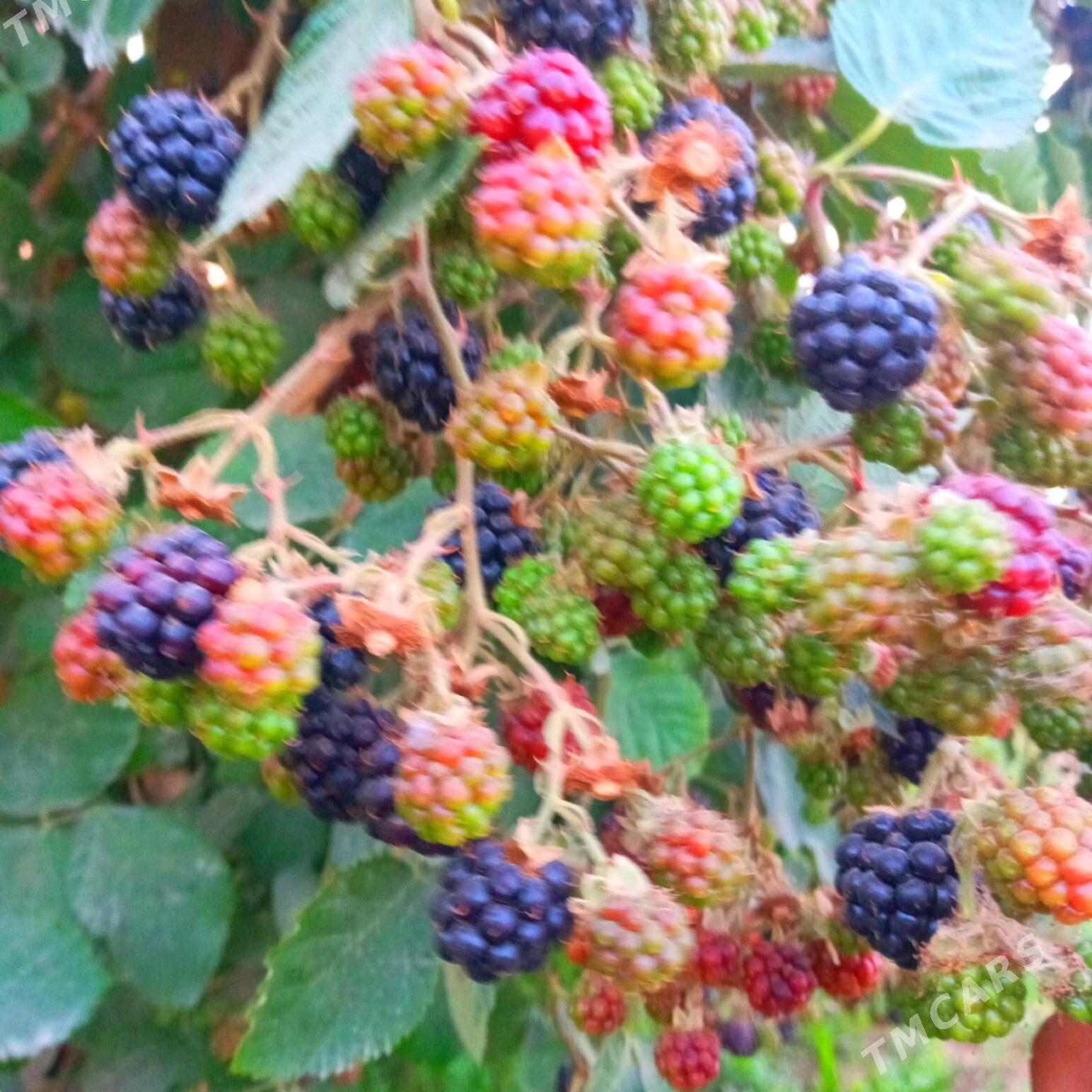 Böwürslen - Векильбазар - img 4