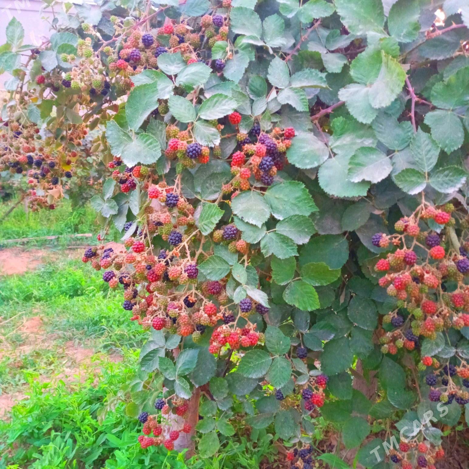 Böwürslen - Векильбазар - img 6