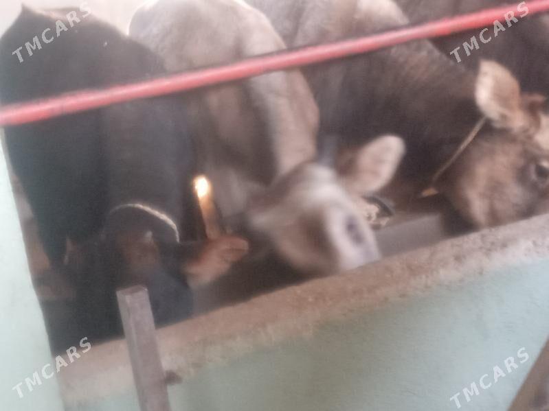 tohym. - Бузмеин - img 2