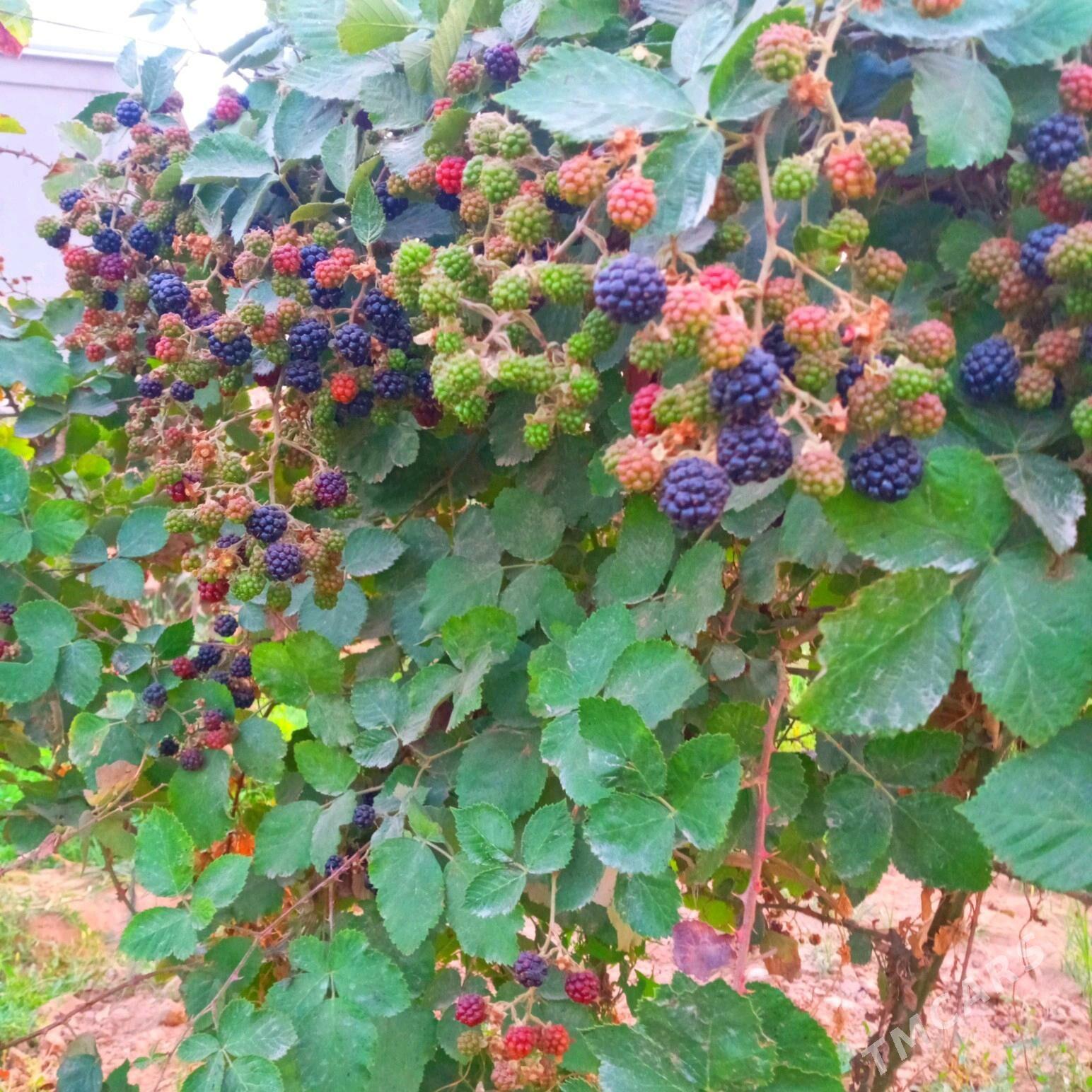 Böwürslen - Векильбазар - img 7