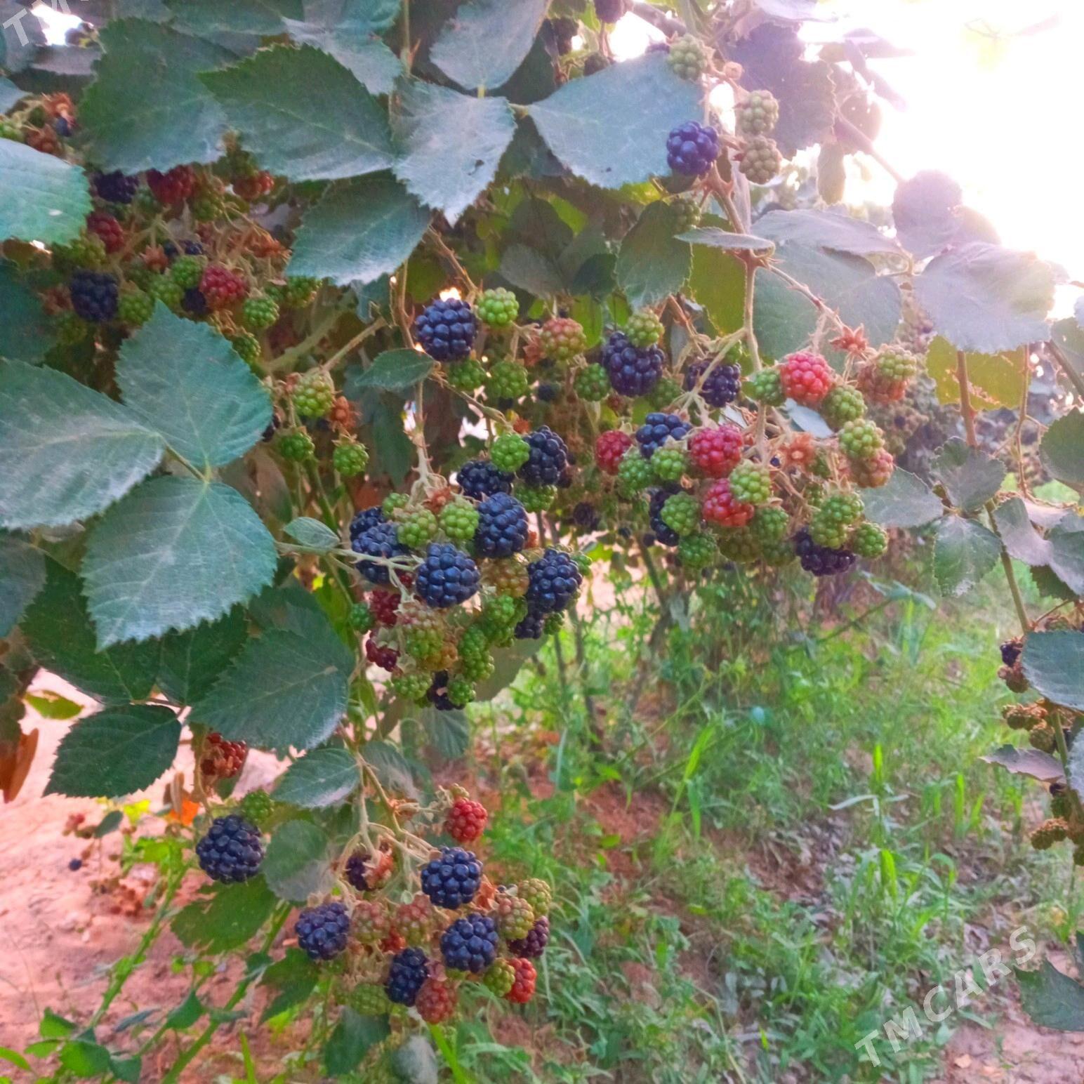 Böwürslen - Векильбазар - img 8