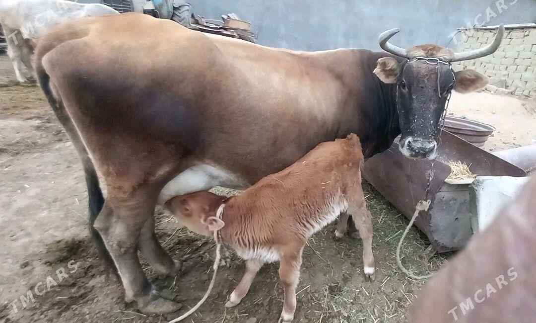 Sygyr - Гёкдепе - img 5