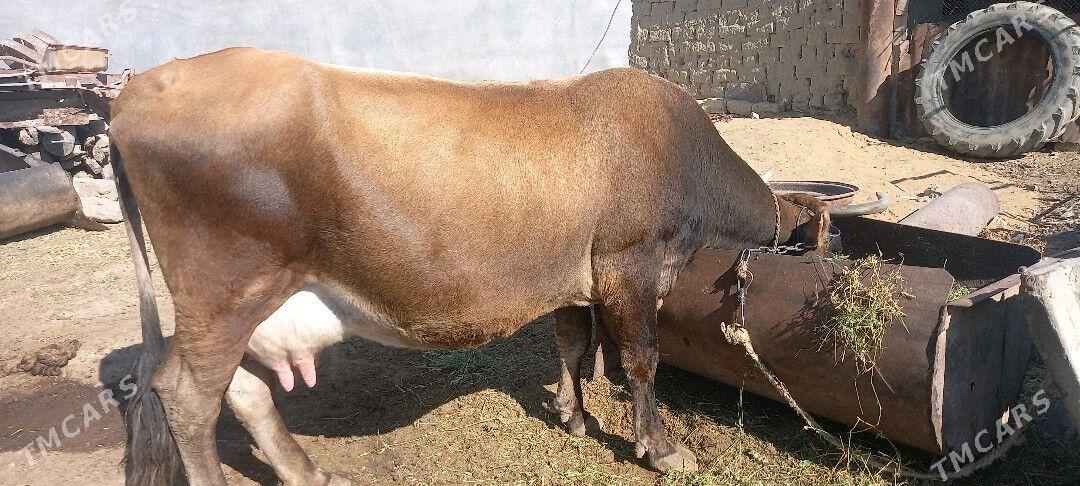 Sygyr - Гёкдепе - img 1