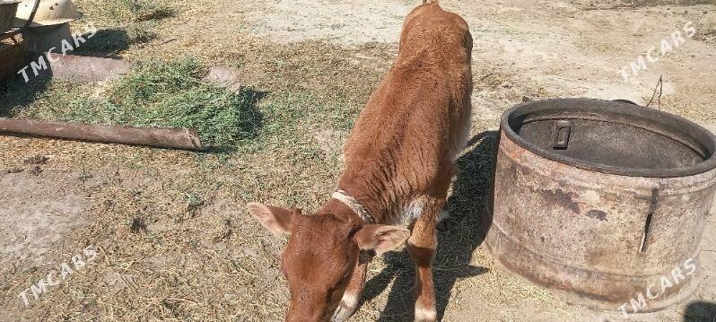 Sygyr - Гёкдепе - img 3