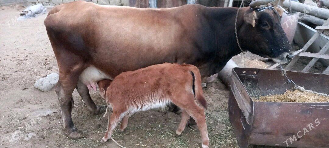 Sygyr - Гёкдепе - img 2