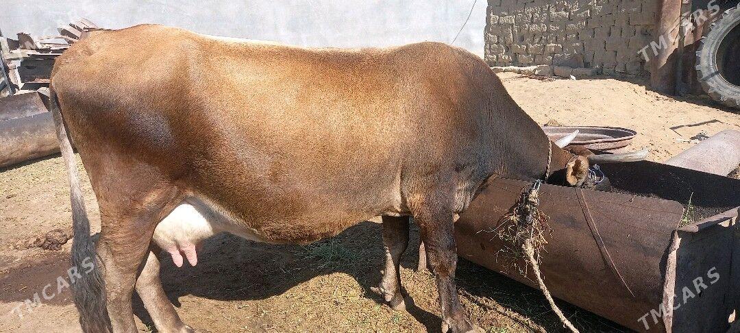 Sygyr - Гёкдепе - img 4