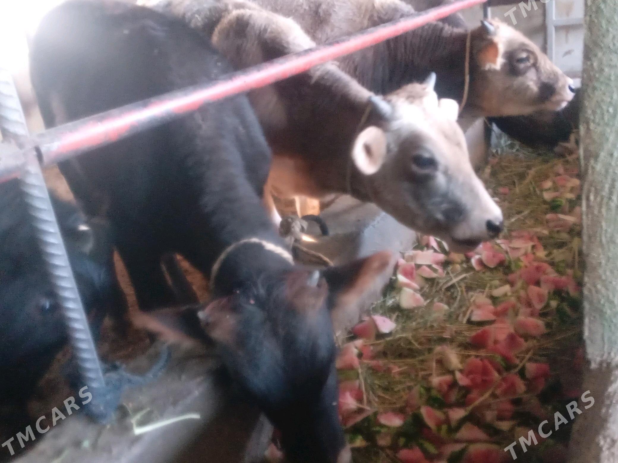 tohym. - Бузмеин - img 3