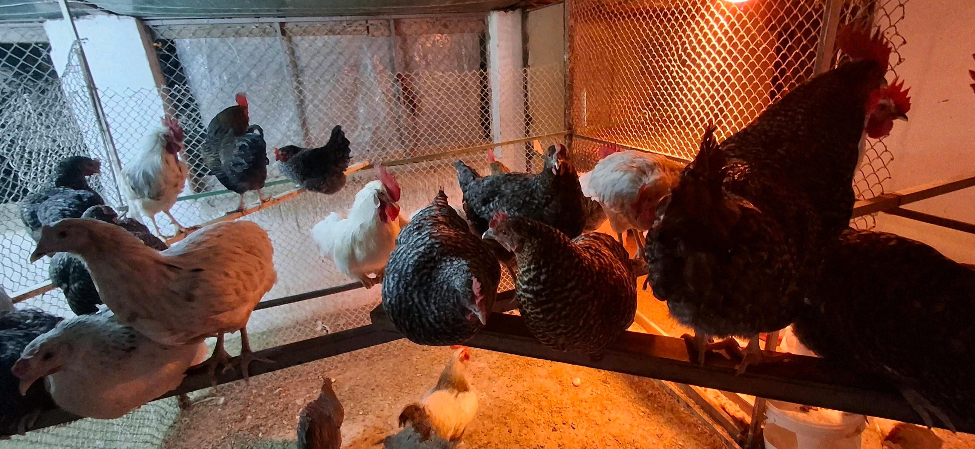 towuk ýumurtgasy dominat, ýerl - Büzmeýin - img 10