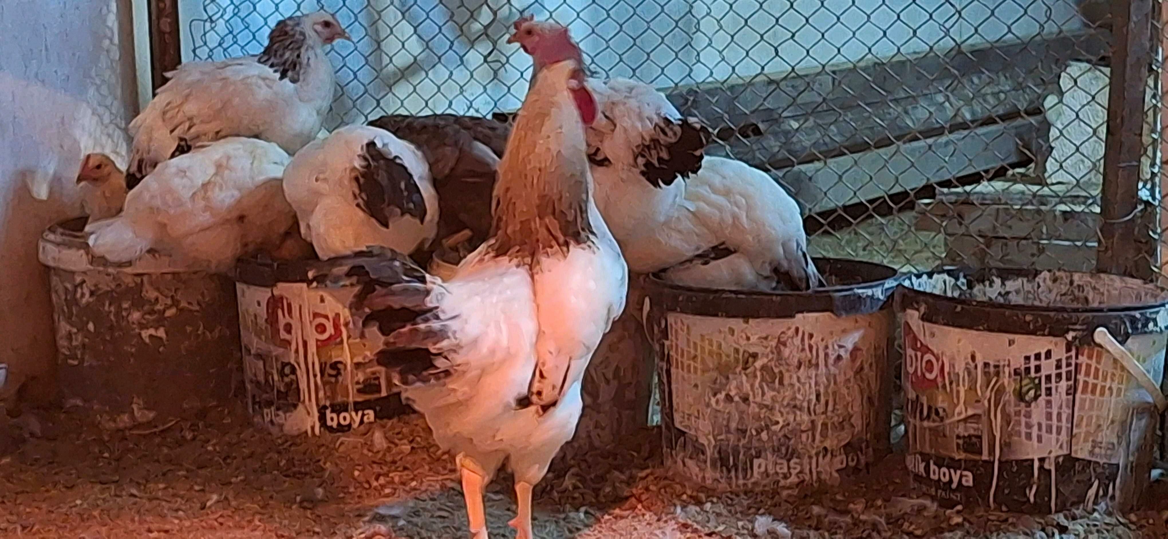 towuk ýumurtgasy dominat, ýerl - Büzmeýin - img 4