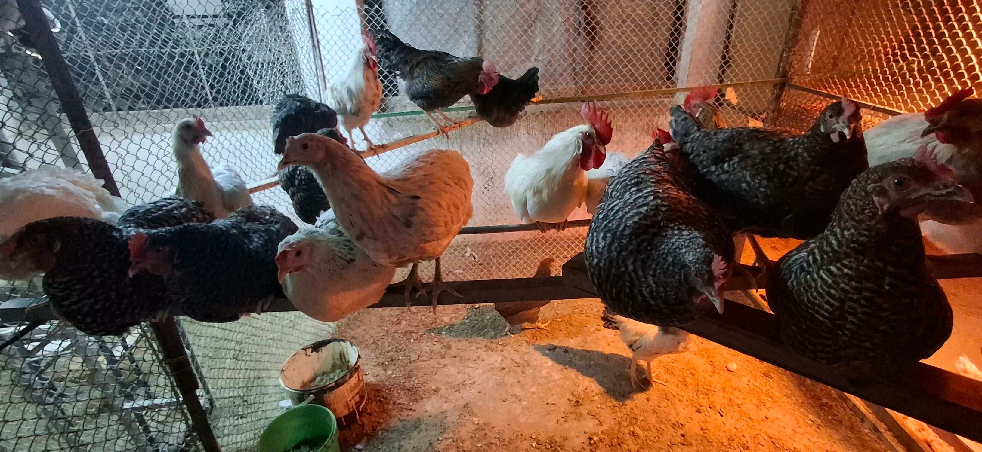 towuk ýumurtgasy dominat, ýerl - Büzmeýin - img 6