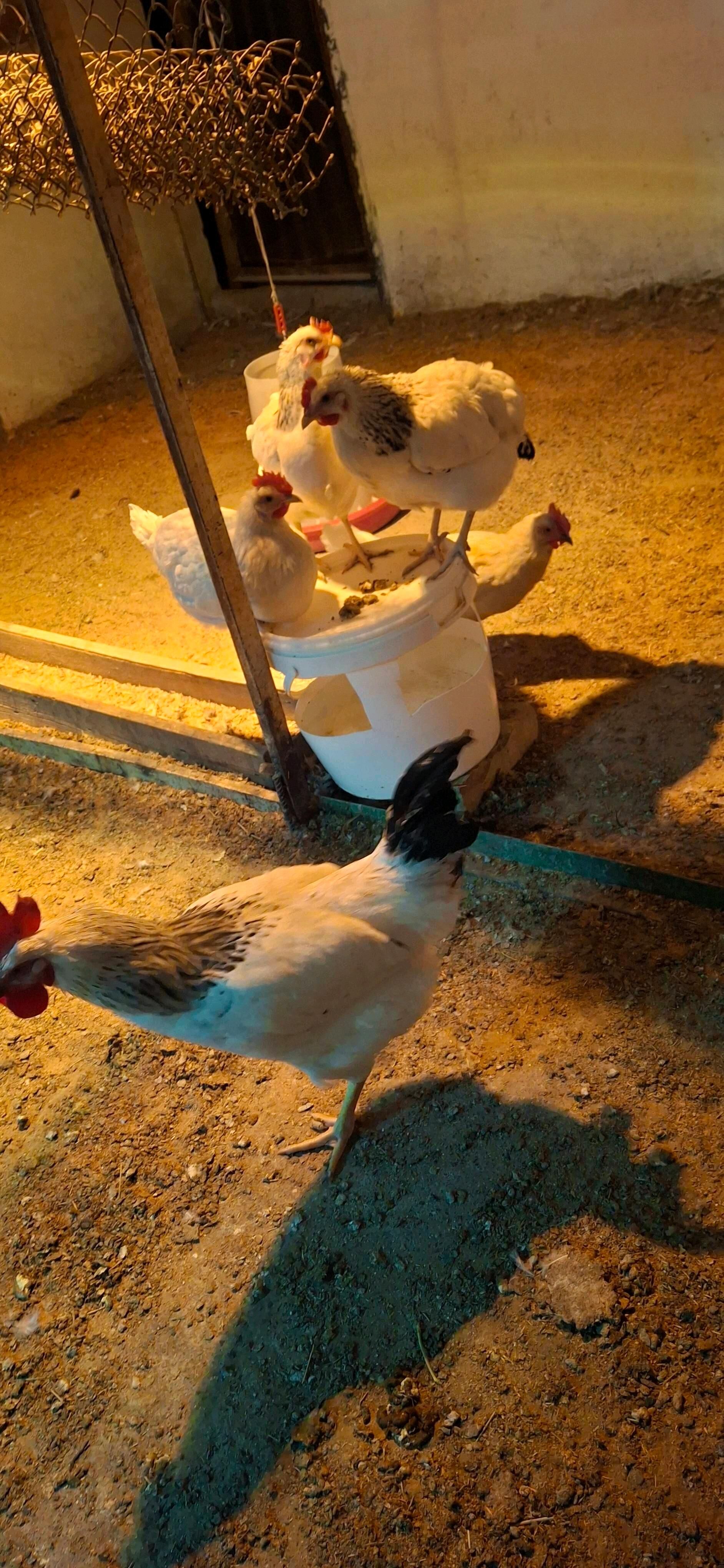 towuk ýumurtgasy dominat, ýerl - Büzmeýin - img 8