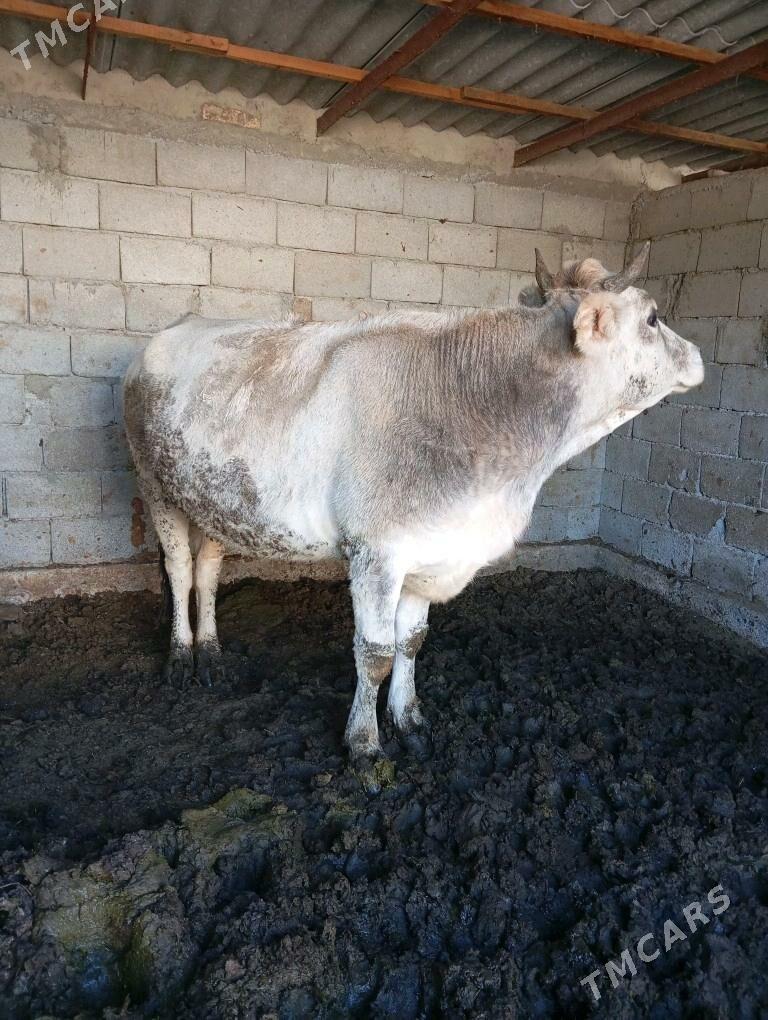 bakylan sygyr - Gökdepe - img 1