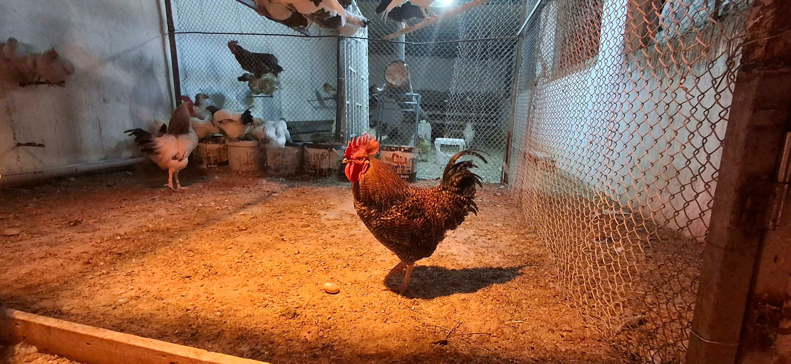 towuk ýumurtgasy dominat, ýerl - Büzmeýin - img 5